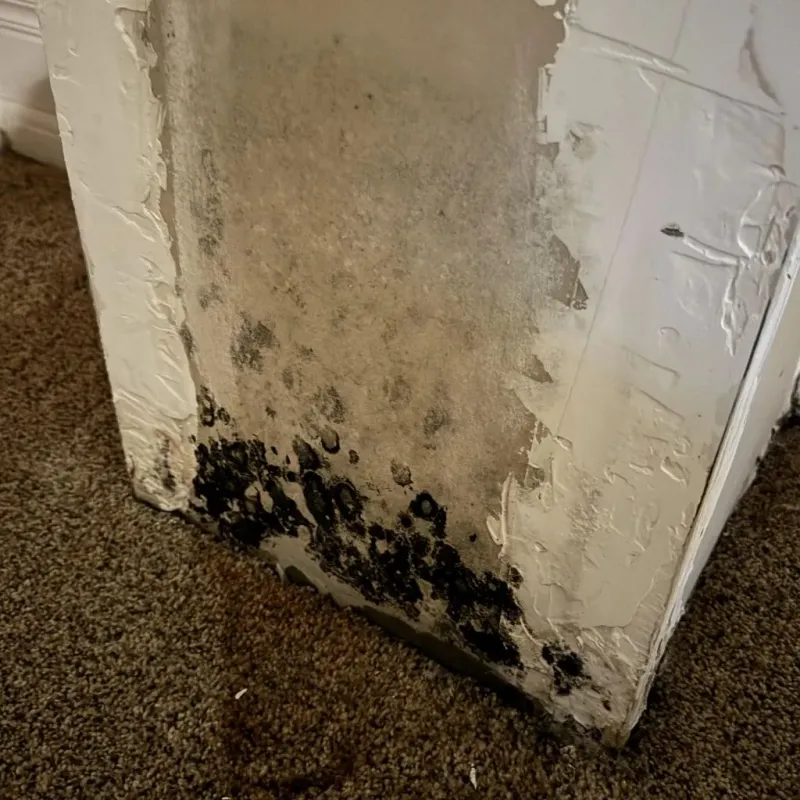 Professional Mold Removal in Archdale, NC